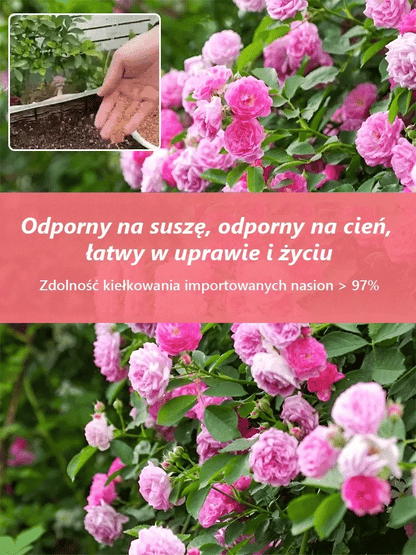 🪷Całoroczne kwitnienie nasiona róż pnących